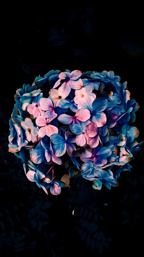 Detail Dark Flower Wallpaper Nomer 31