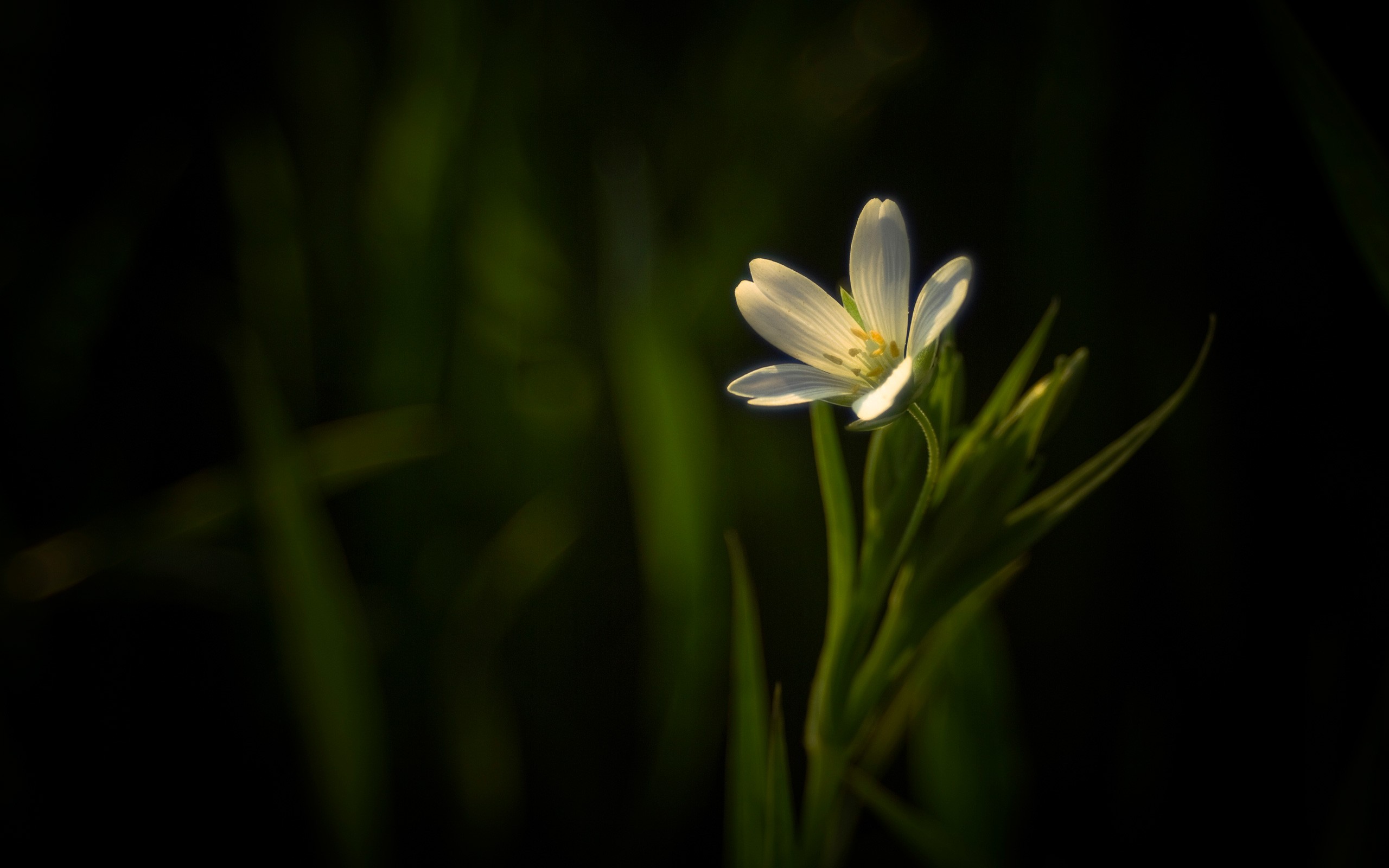 Detail Dark Flower Wallpaper Nomer 35
