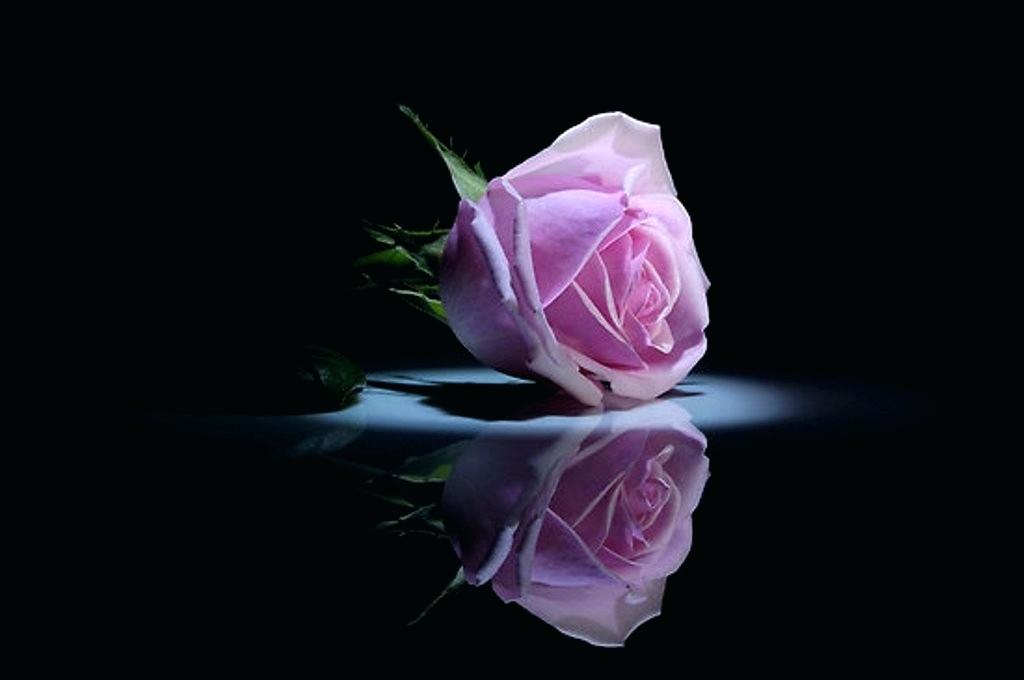 Detail Dark Flower Wallpaper Nomer 36