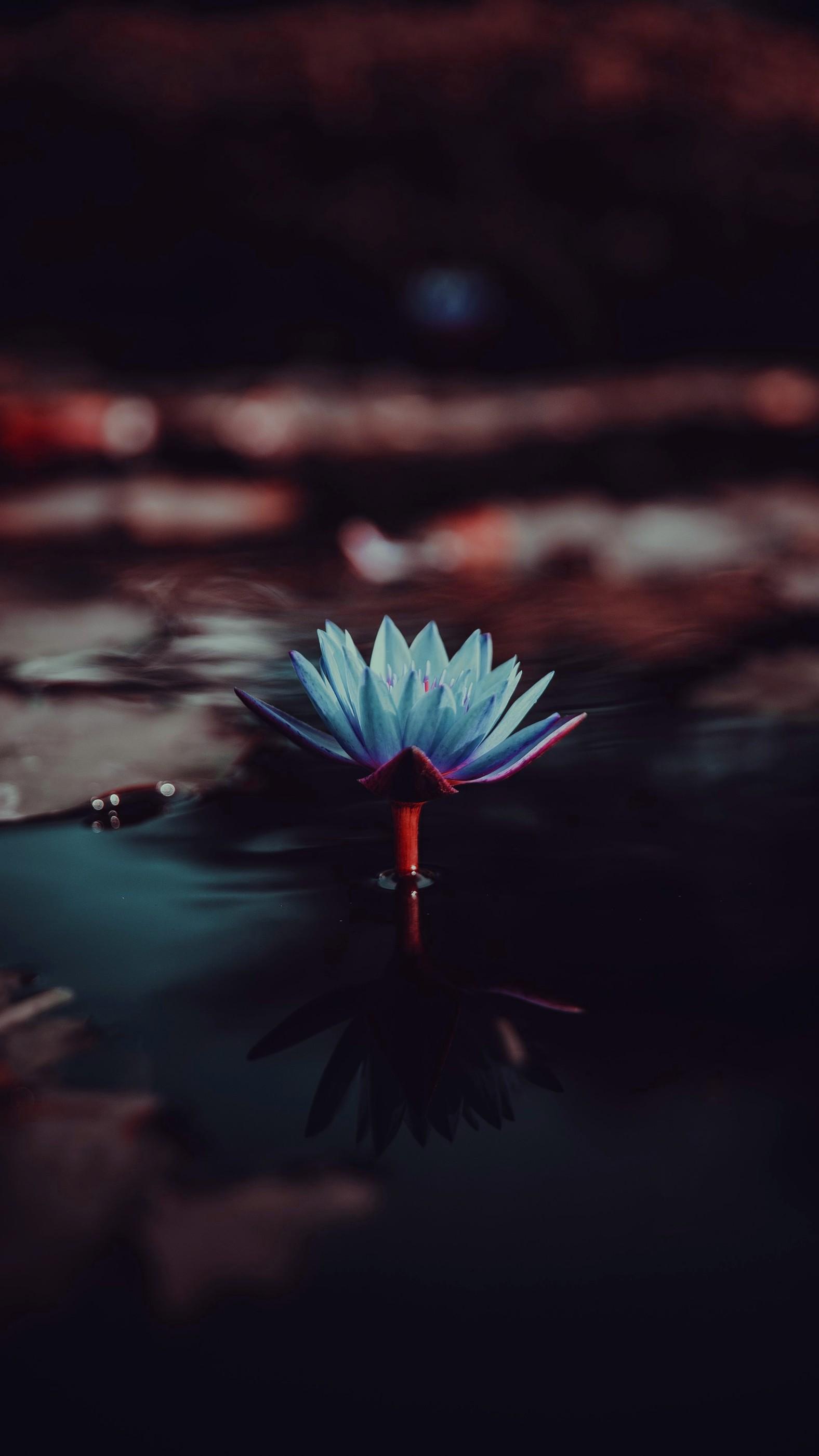 Detail Dark Flower Wallpaper Nomer 37