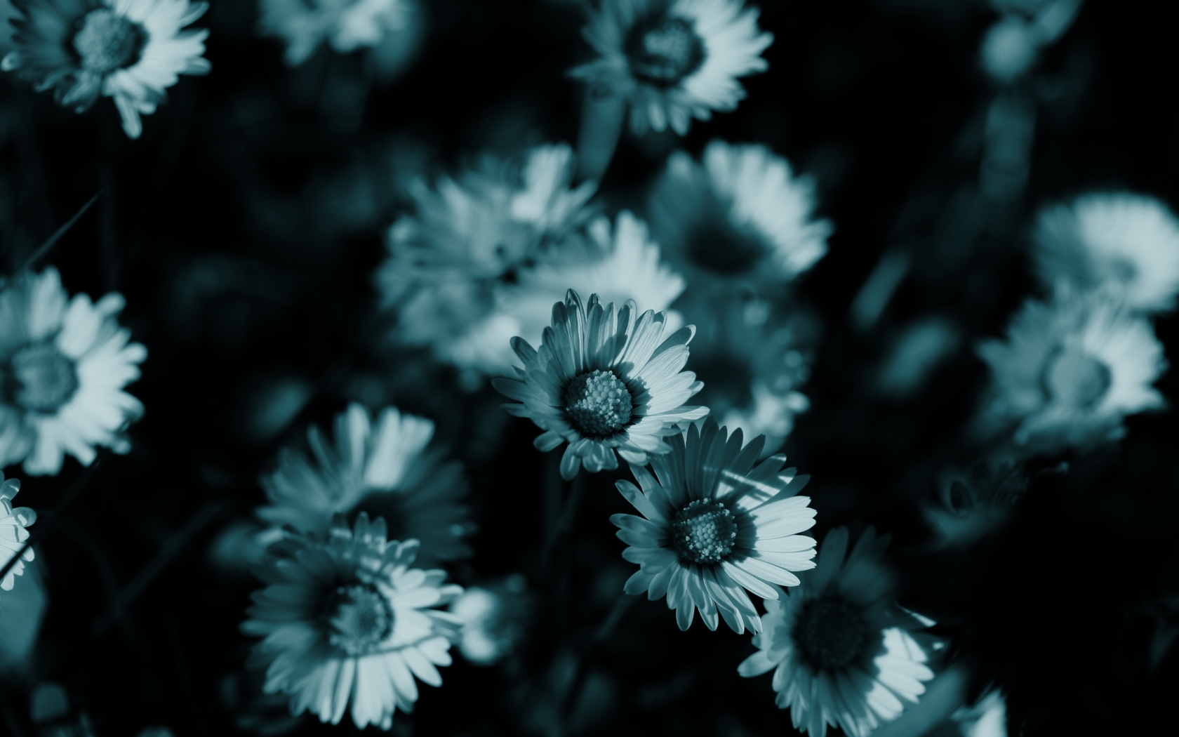 Detail Dark Flower Wallpaper Nomer 39