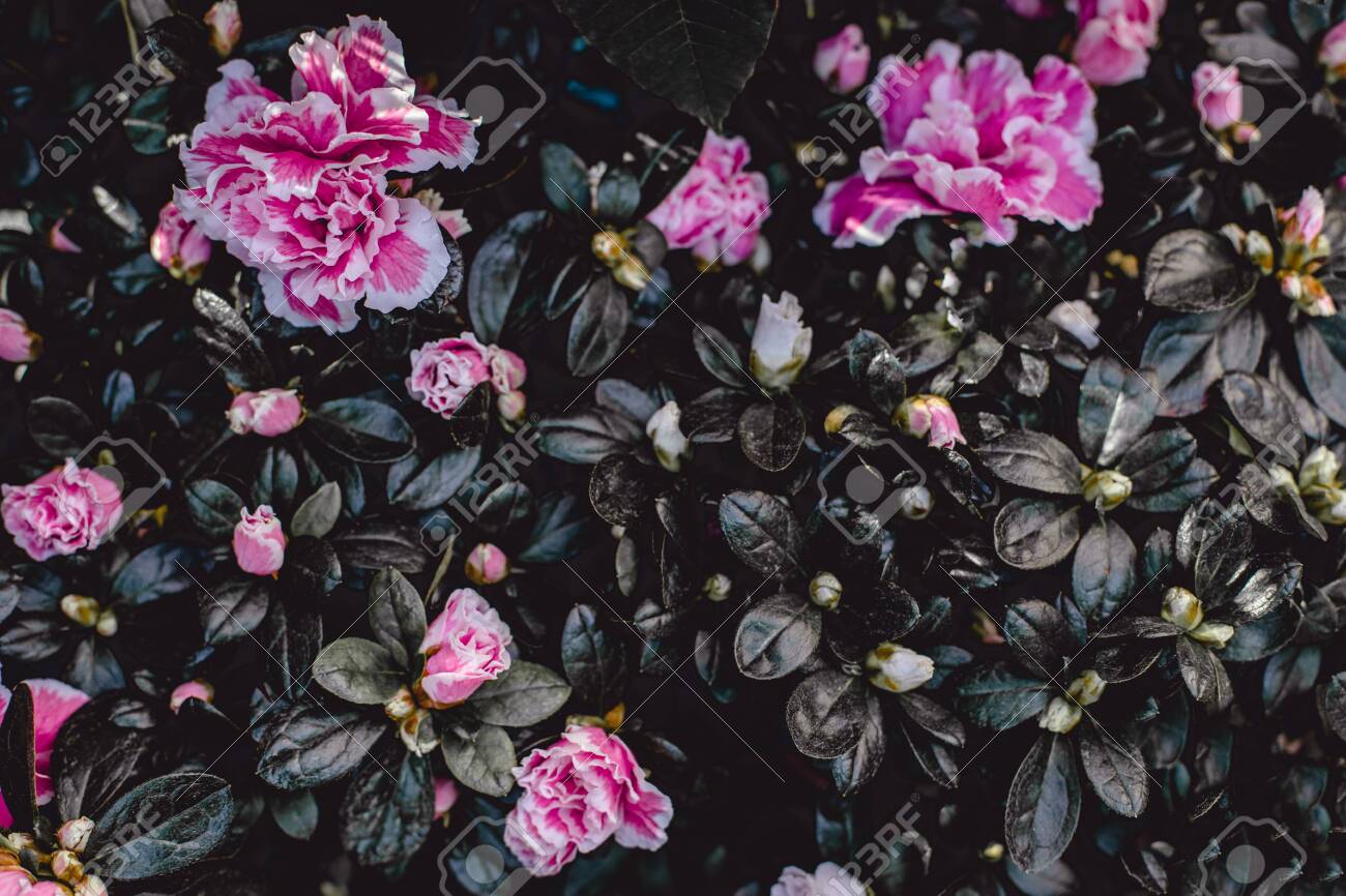 Detail Dark Flower Wallpaper Nomer 41