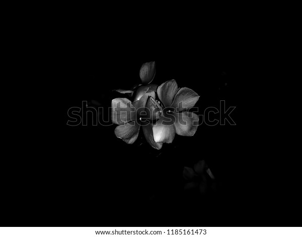 Detail Dark Flower Wallpaper Nomer 42