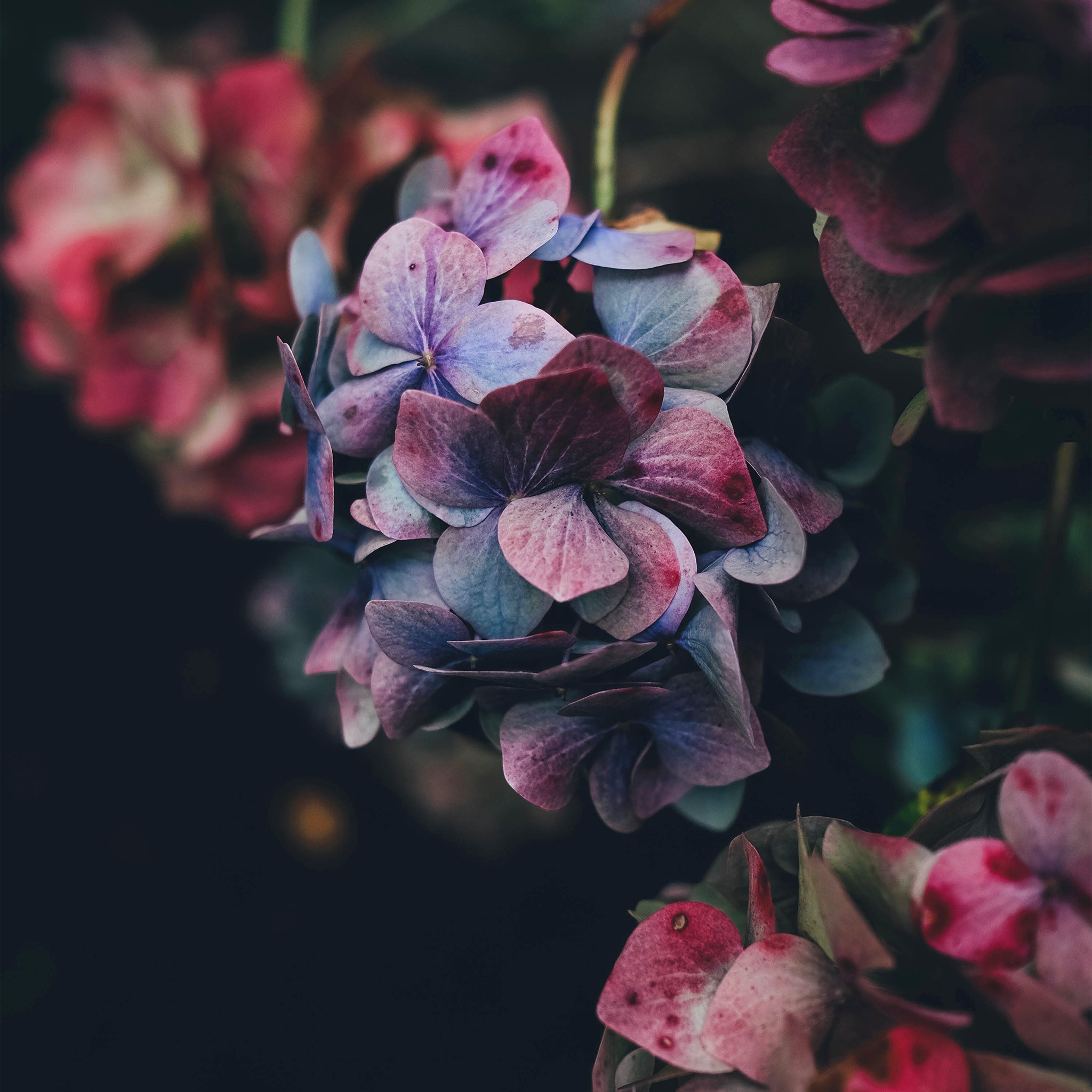 Detail Dark Flower Wallpaper Nomer 45