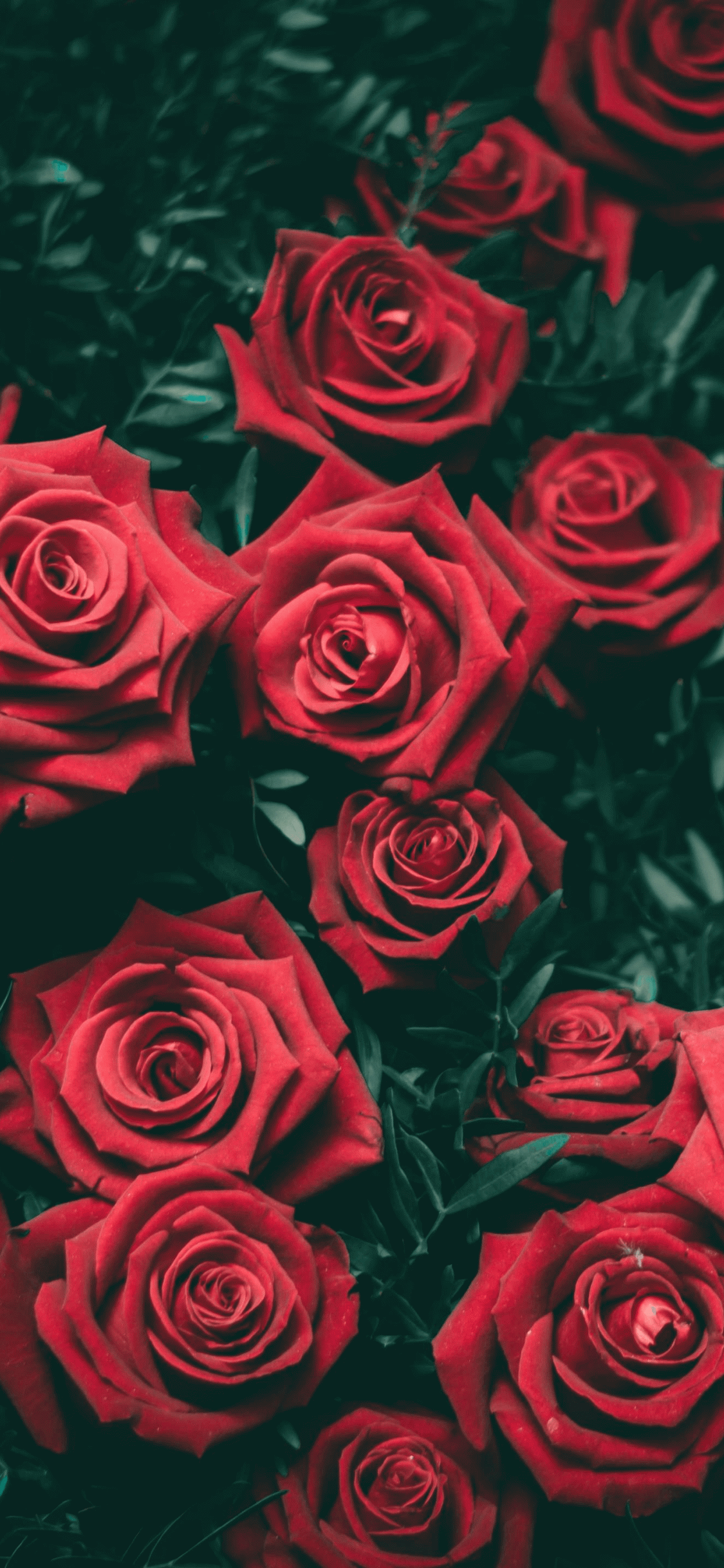 Detail Dark Flower Wallpaper Nomer 47