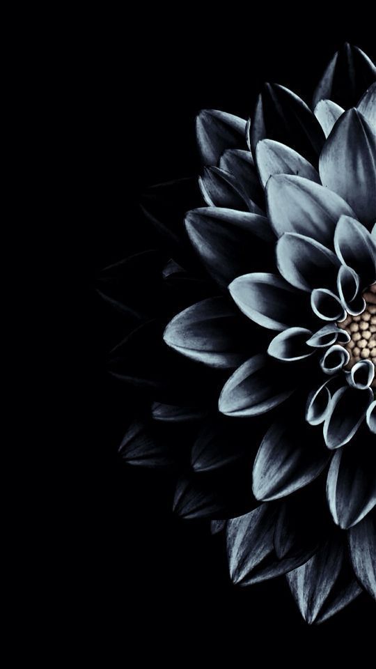 Detail Dark Flower Wallpaper Nomer 6
