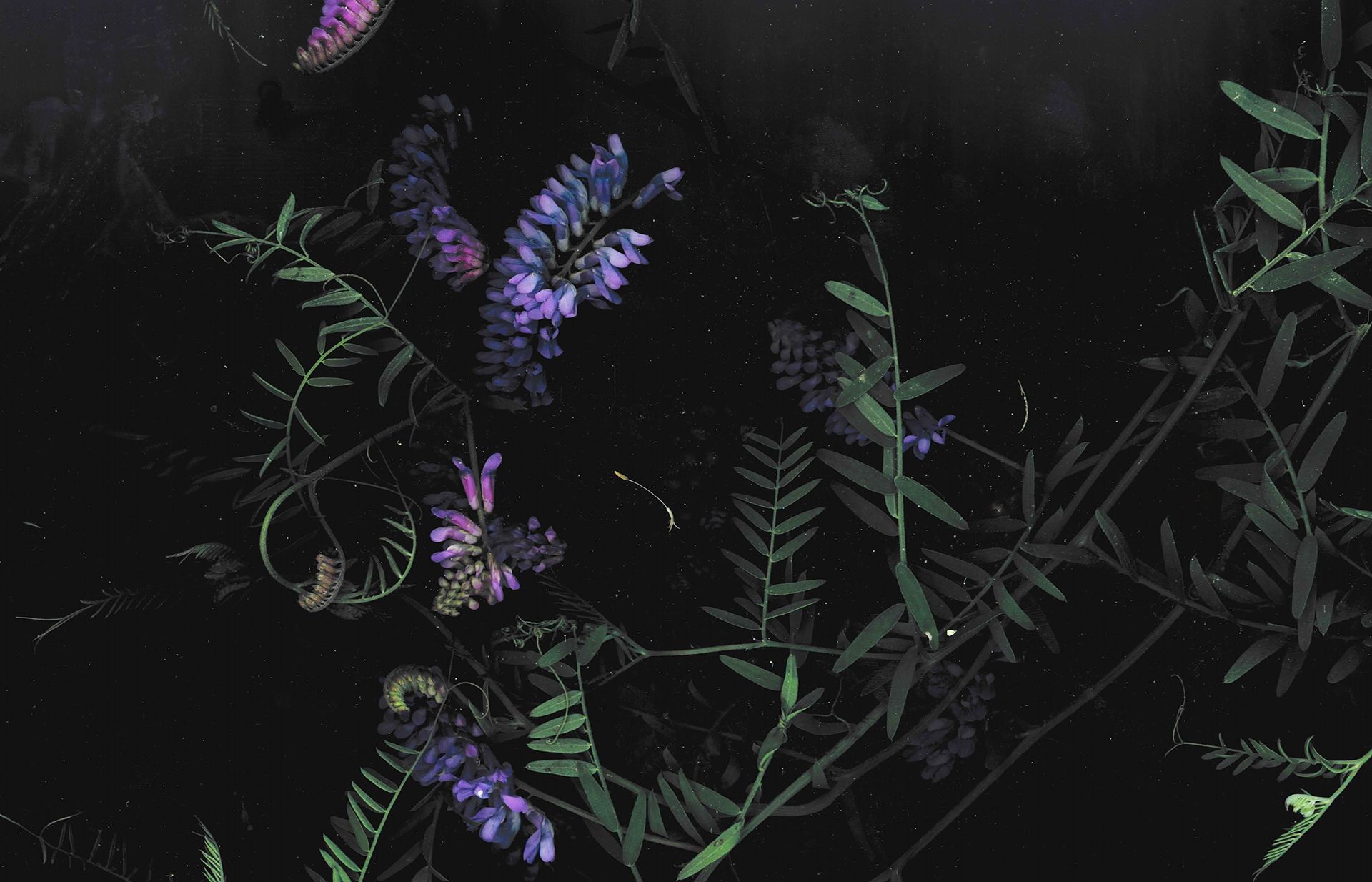 Detail Dark Flower Wallpaper Nomer 48