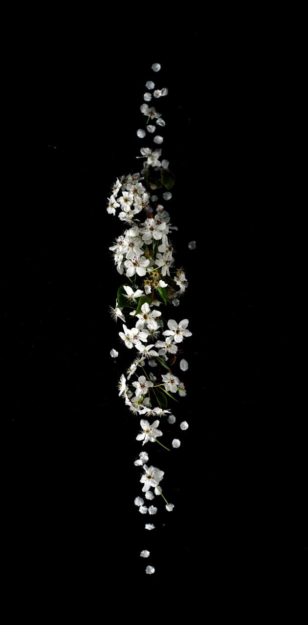 Detail Dark Flower Wallpaper Nomer 49