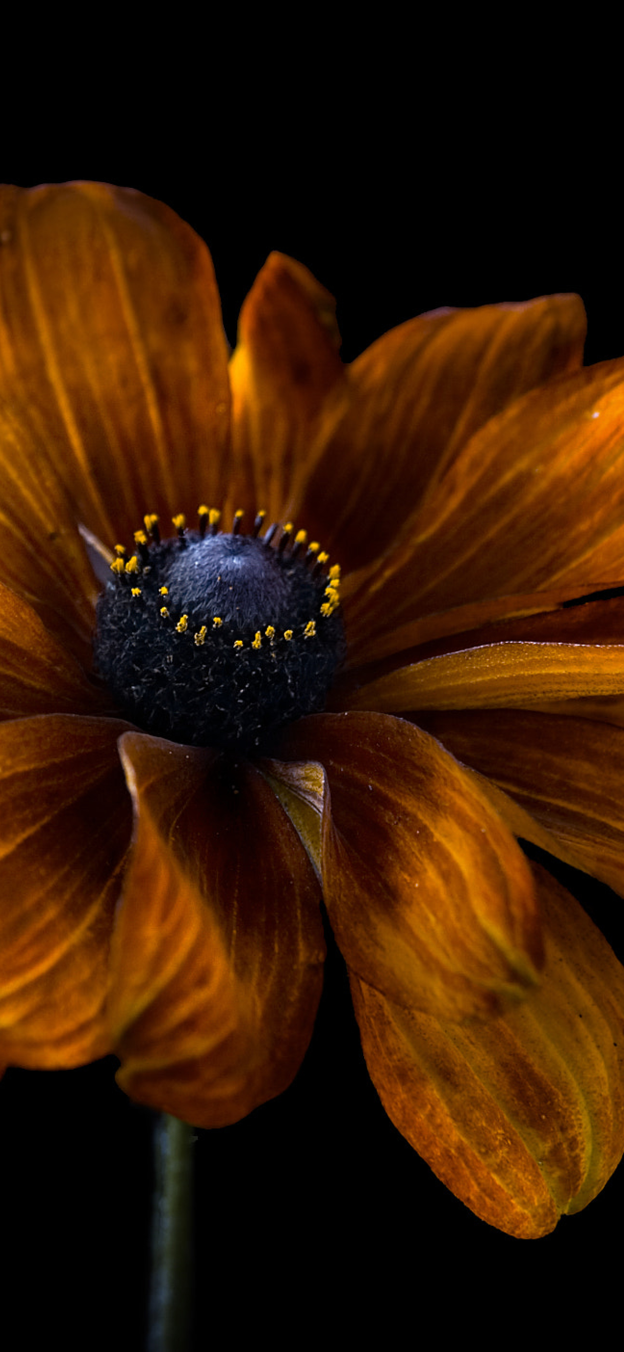 Detail Dark Flower Wallpaper Nomer 55