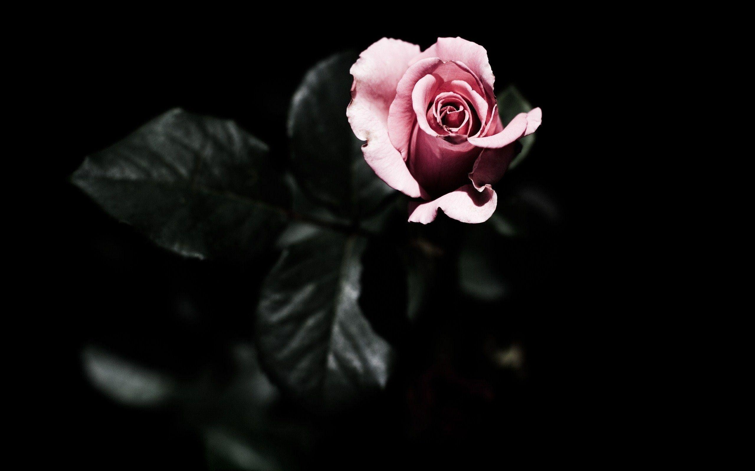 Detail Dark Flower Wallpaper Nomer 7