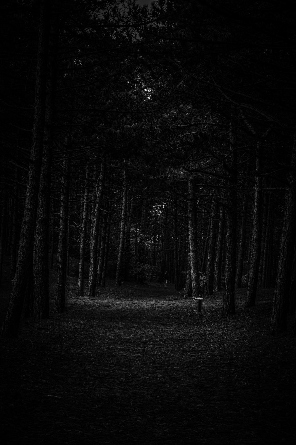 Detail Dark Forest Background Nomer 2