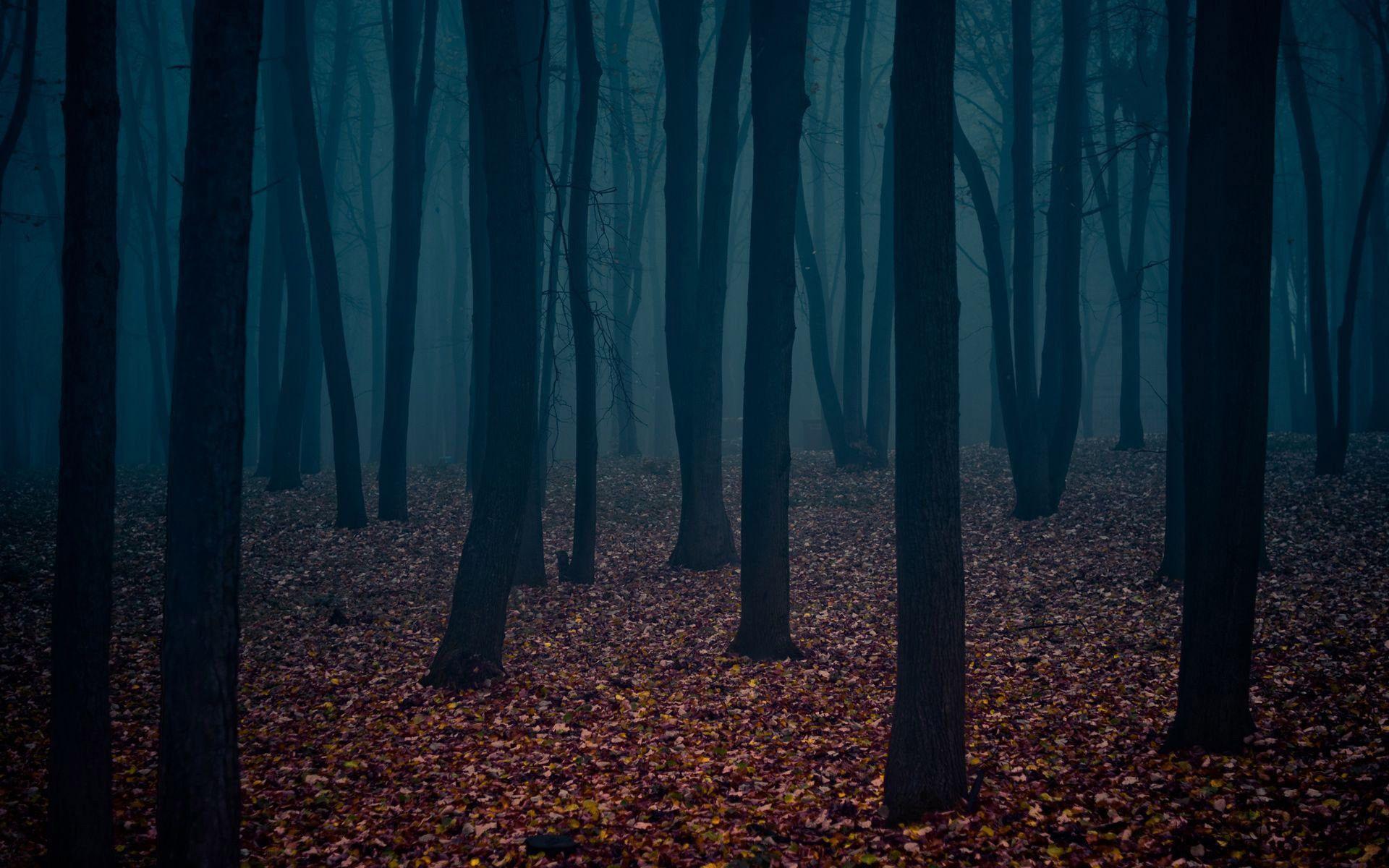 Detail Dark Forest Background Nomer 11