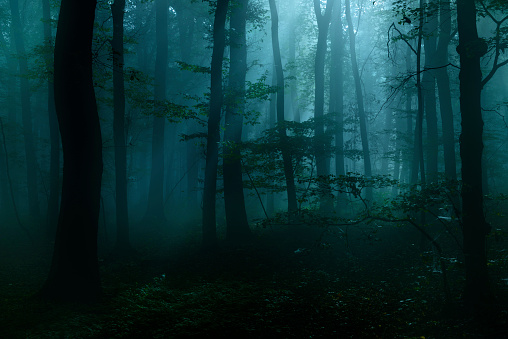 Detail Dark Forest Background Nomer 17