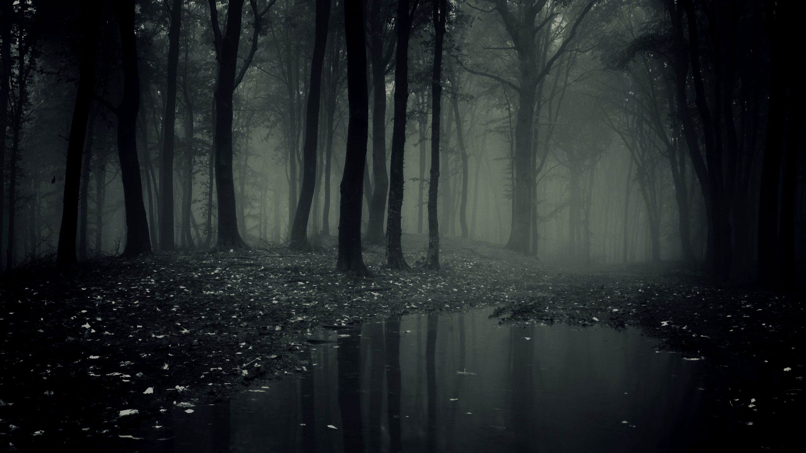 Detail Dark Forest Background Nomer 18