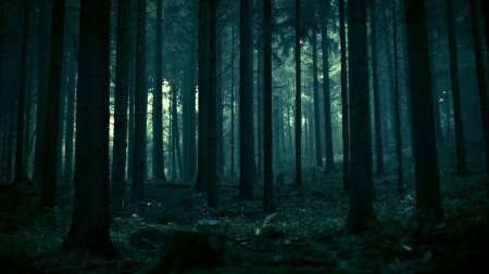 Detail Dark Forest Background Nomer 20