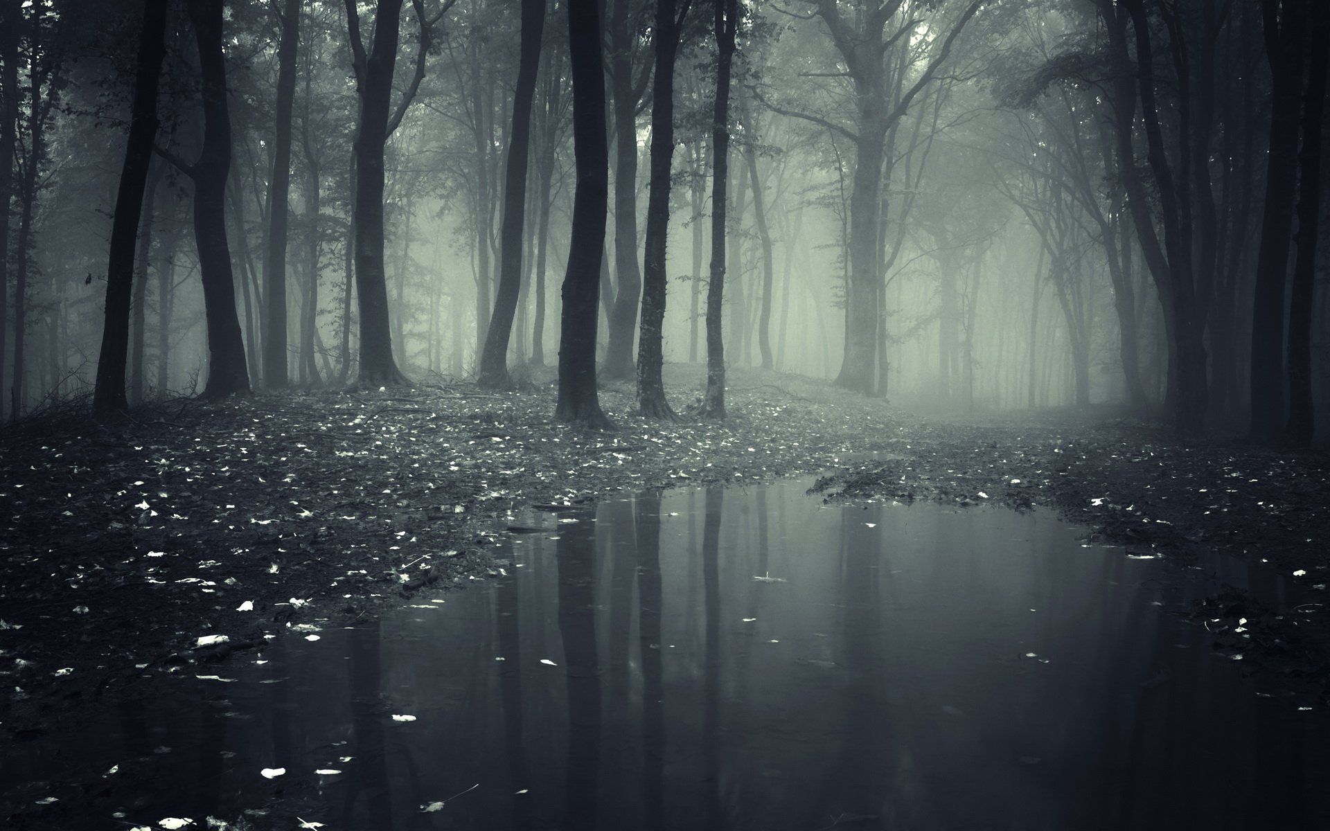 Detail Dark Forest Background Nomer 3