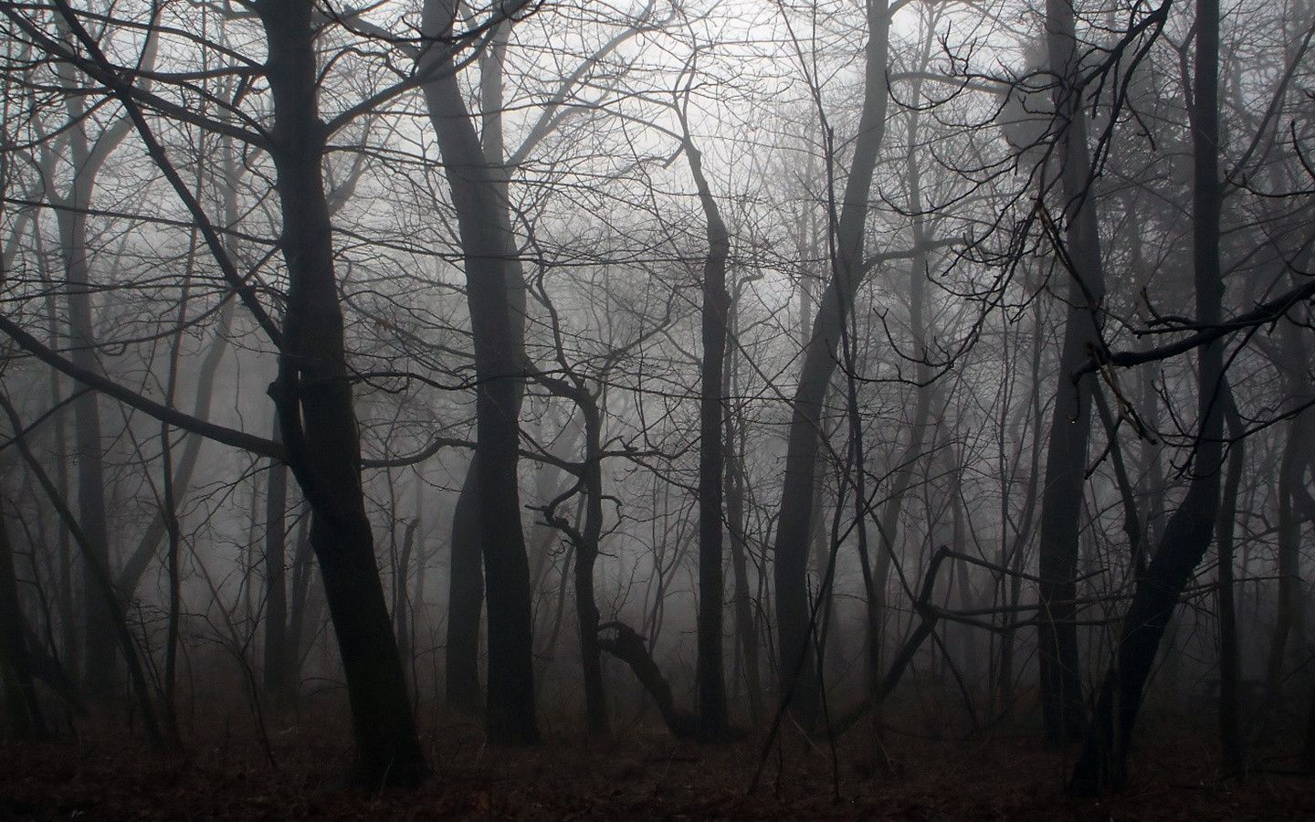 Detail Dark Forest Background Nomer 21