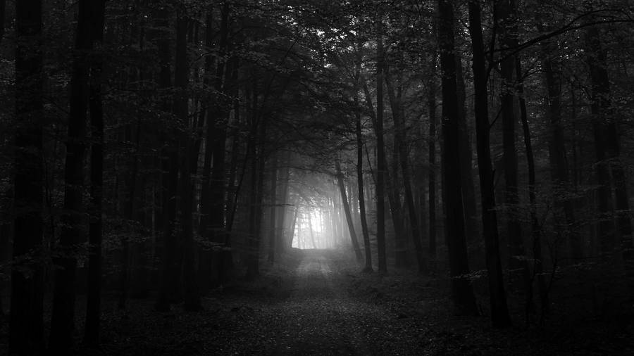 Detail Dark Forest Background Nomer 25
