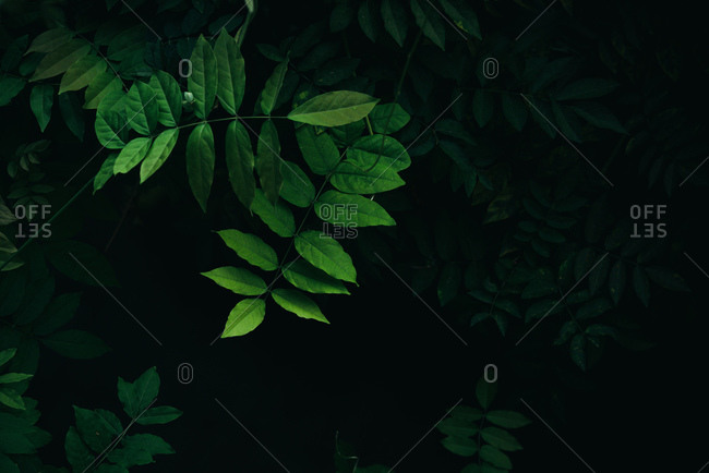 Detail Dark Forest Background Nomer 28