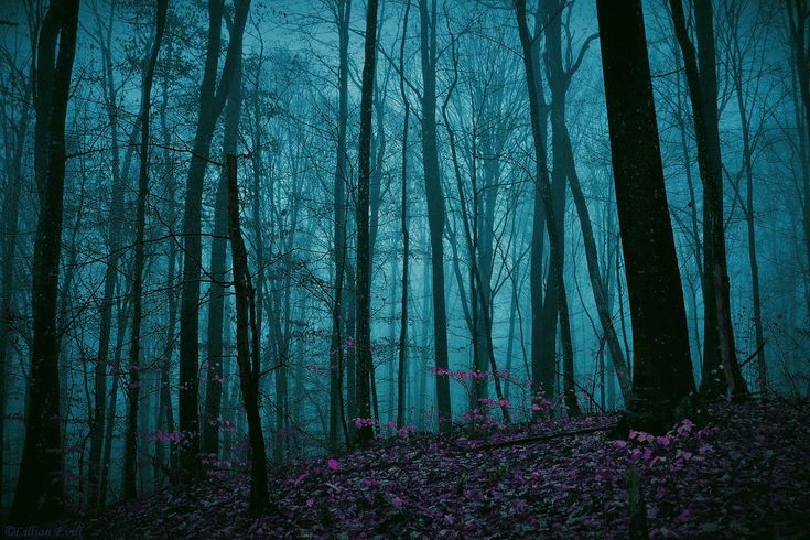 Detail Dark Forest Background Nomer 29