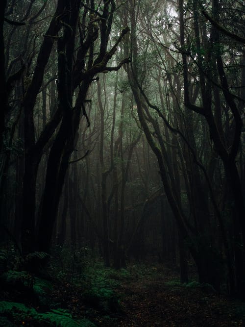Detail Dark Forest Background Nomer 4