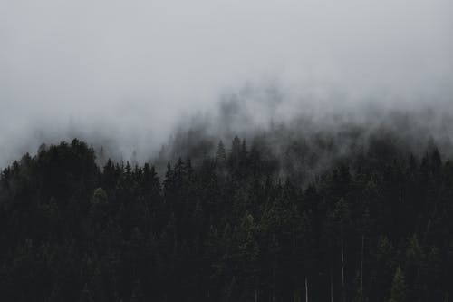 Detail Dark Forest Background Nomer 30