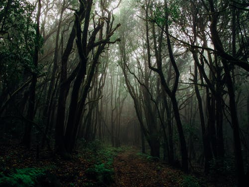 Detail Dark Forest Background Nomer 33