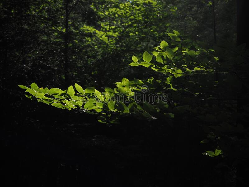 Detail Dark Forest Background Nomer 34