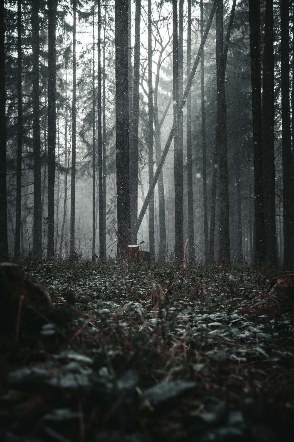 Detail Dark Forest Background Nomer 5