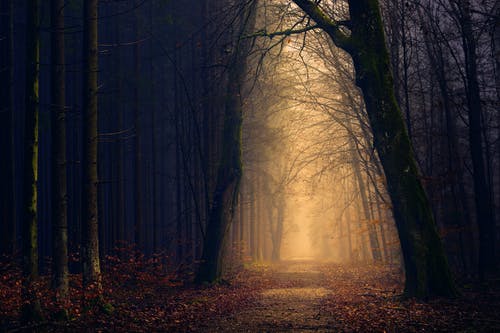 Detail Dark Forest Background Nomer 45