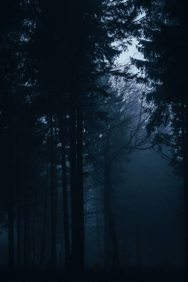 Detail Dark Forest Background Nomer 46