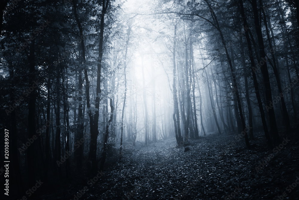 Detail Dark Forest Background Nomer 54