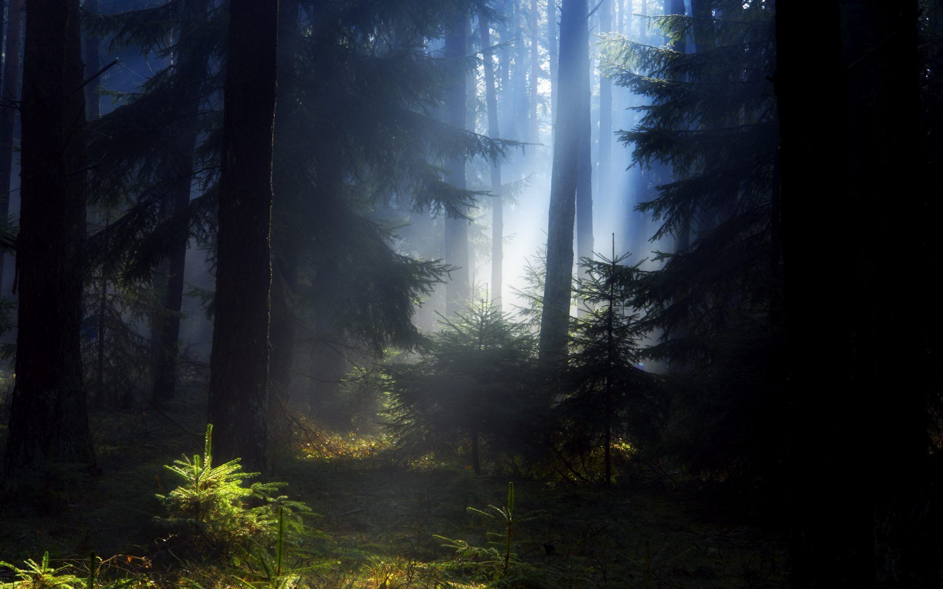 Detail Dark Forest Background Nomer 57