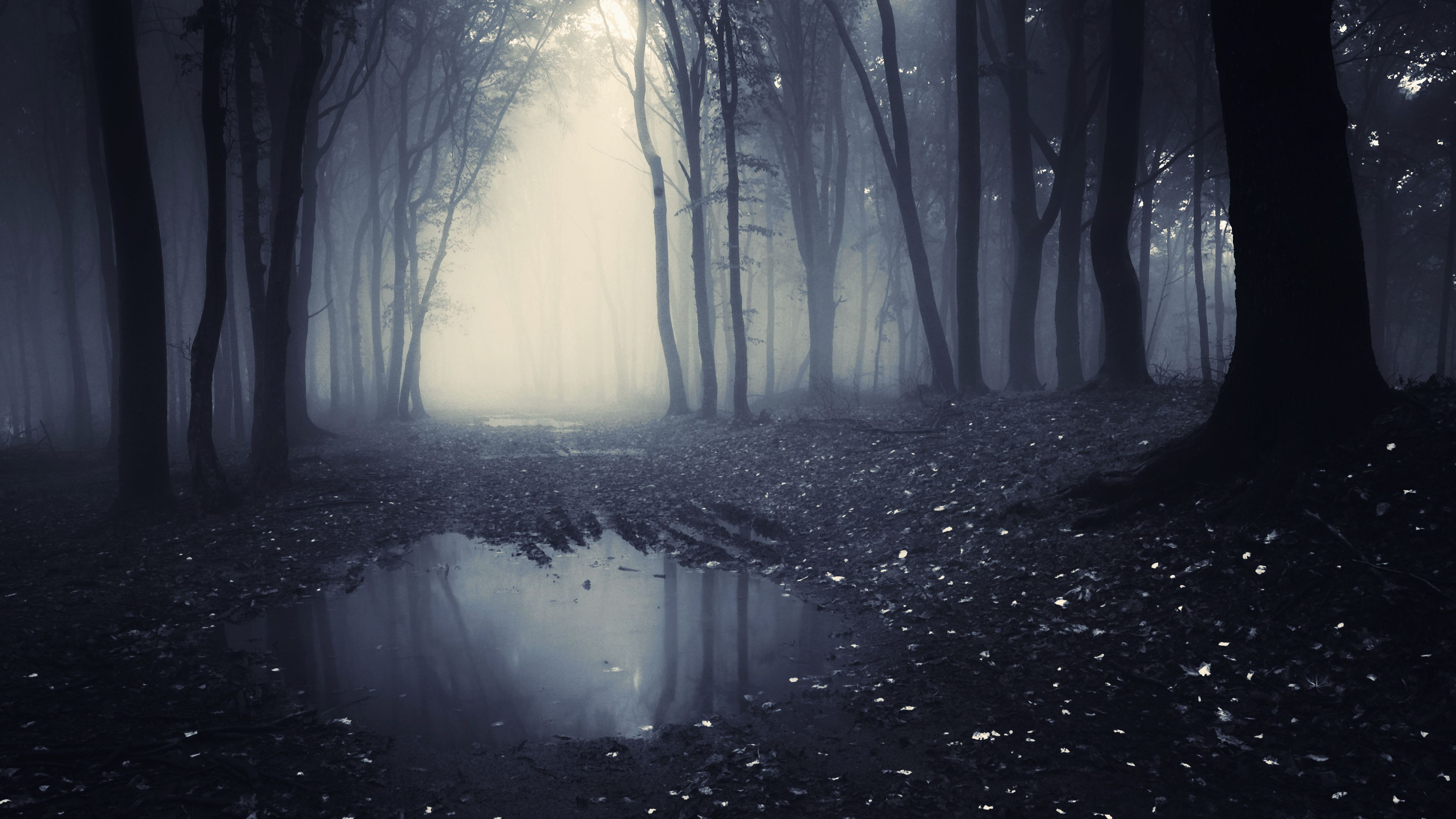 Detail Dark Forest Background Nomer 7