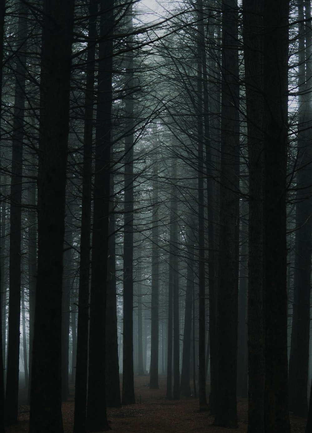 Detail Dark Forest Background Nomer 9