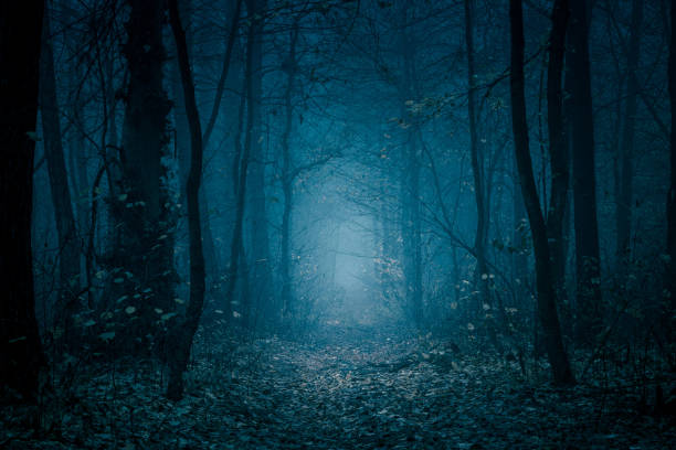 Detail Dark Forest Background Nomer 10