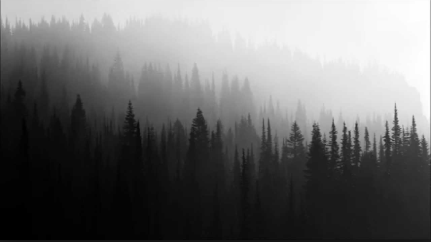 Detail Dark Forest Hd Nomer 22