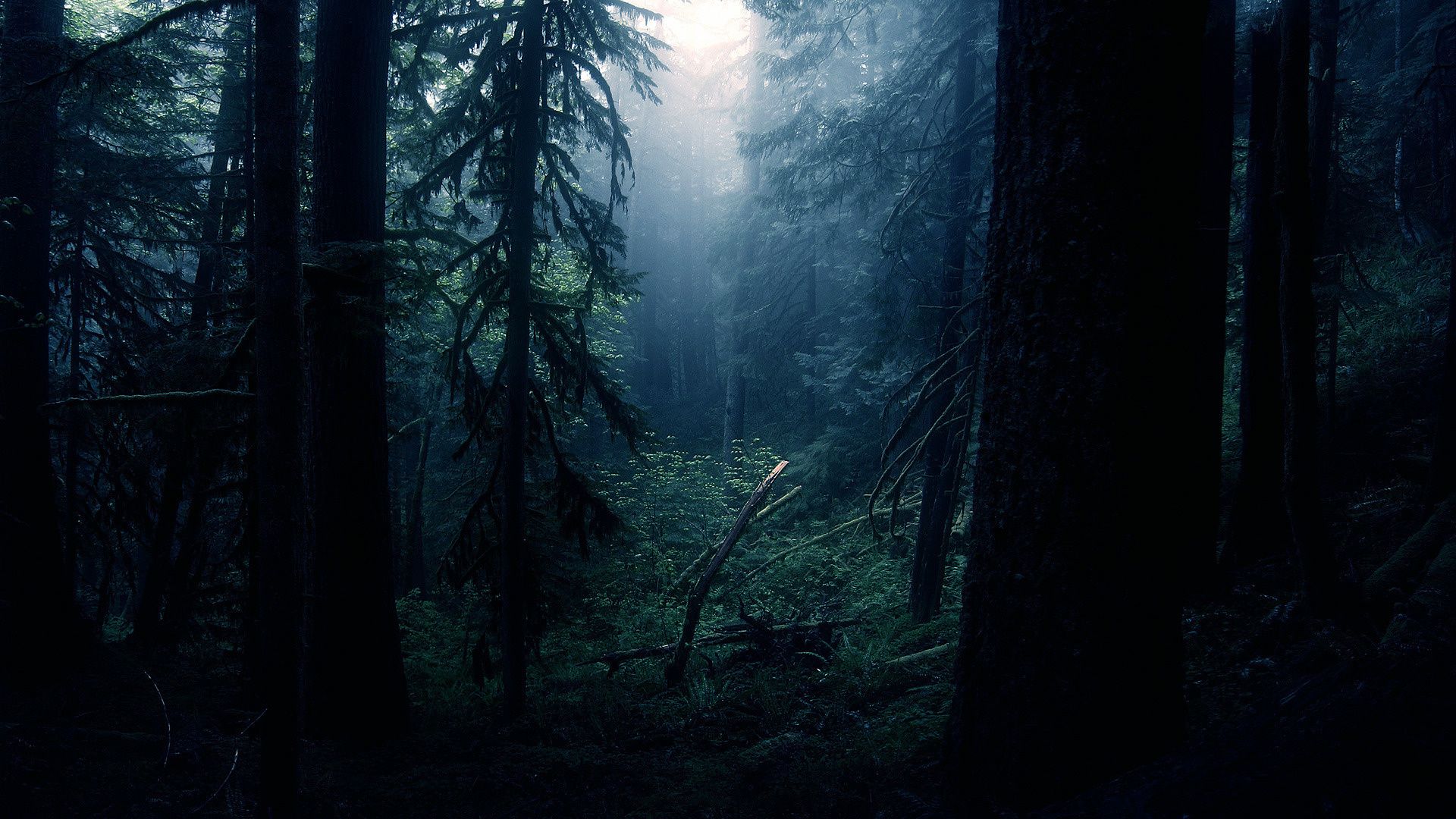 Detail Dark Forest Wallpaper Hd Nomer 14