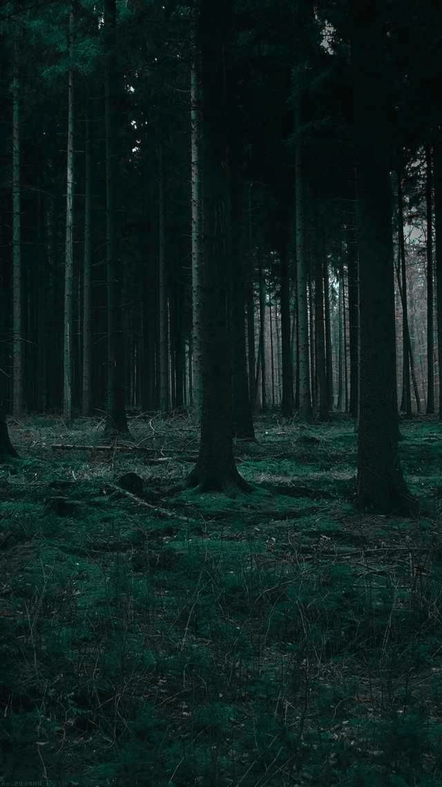 Detail Dark Forest Wallpaper Hd Nomer 26