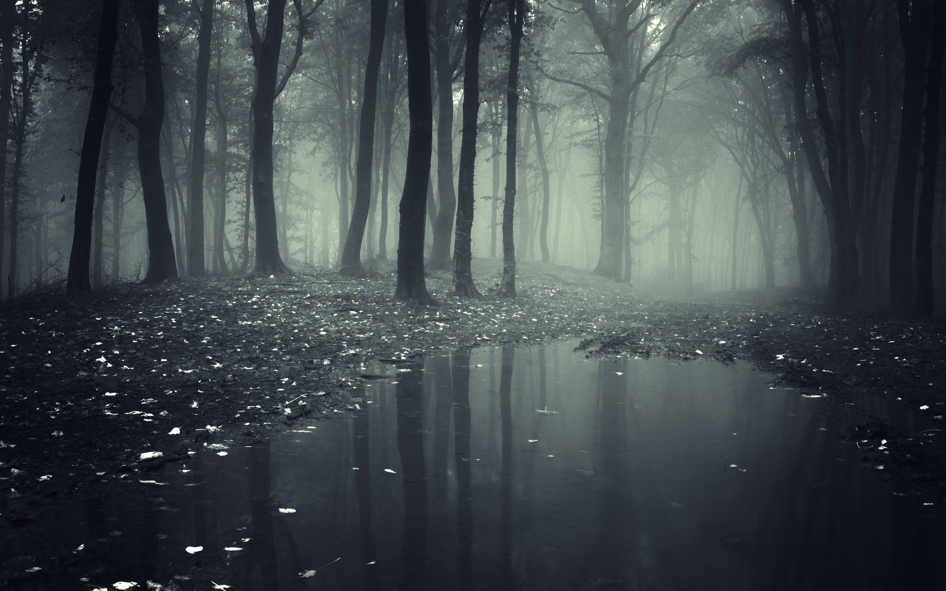 Detail Dark Forest Wallpaper Hd Nomer 5