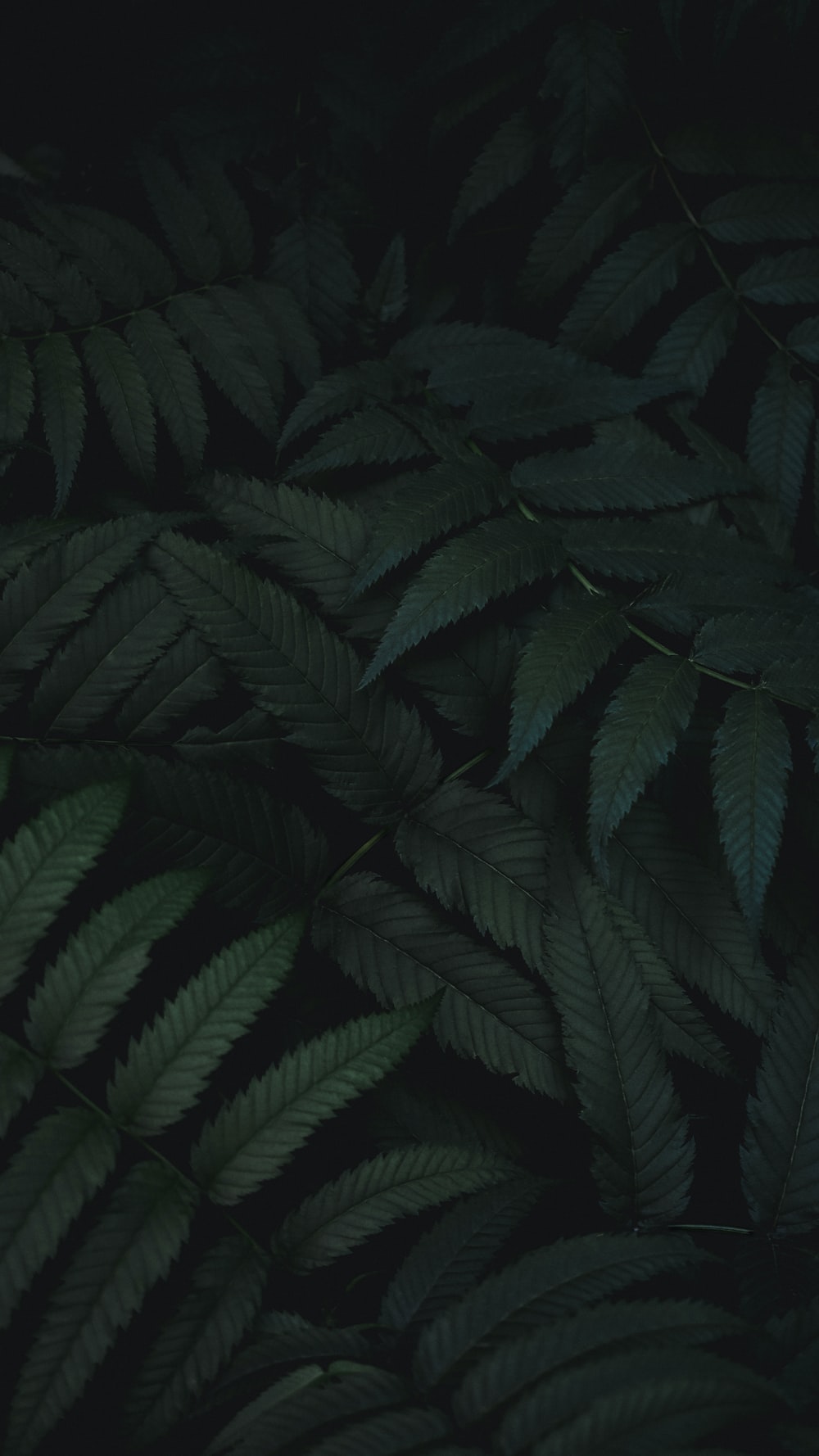 Detail Dark Green Wallpaper Hd Nomer 4