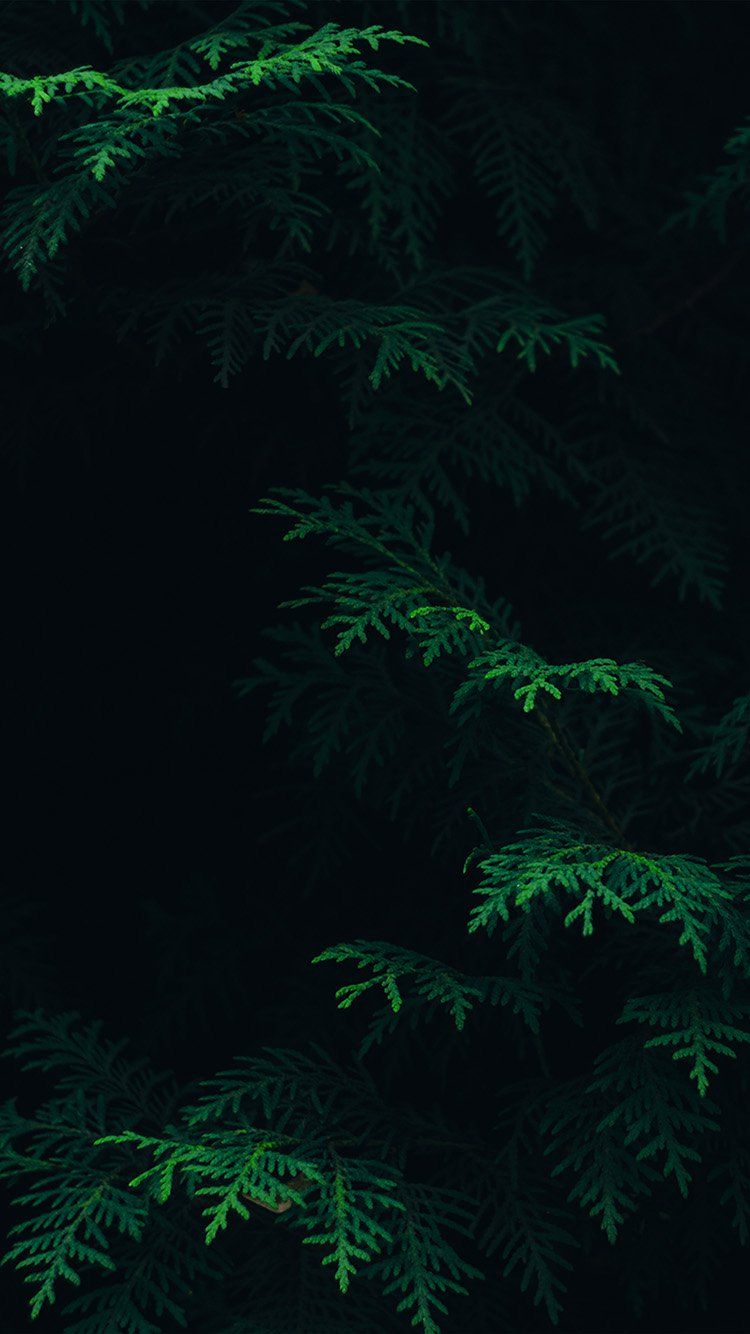 Detail Dark Green Wallpaper Hd Nomer 42