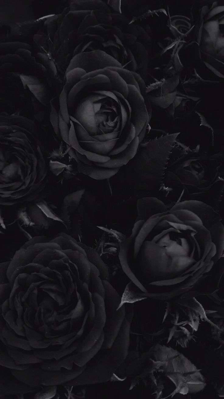 Detail Dark Rose Wallpaper Nomer 12