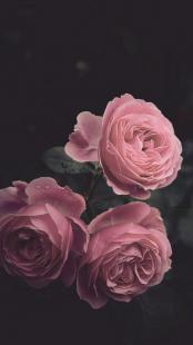 Detail Dark Rose Wallpaper Nomer 19