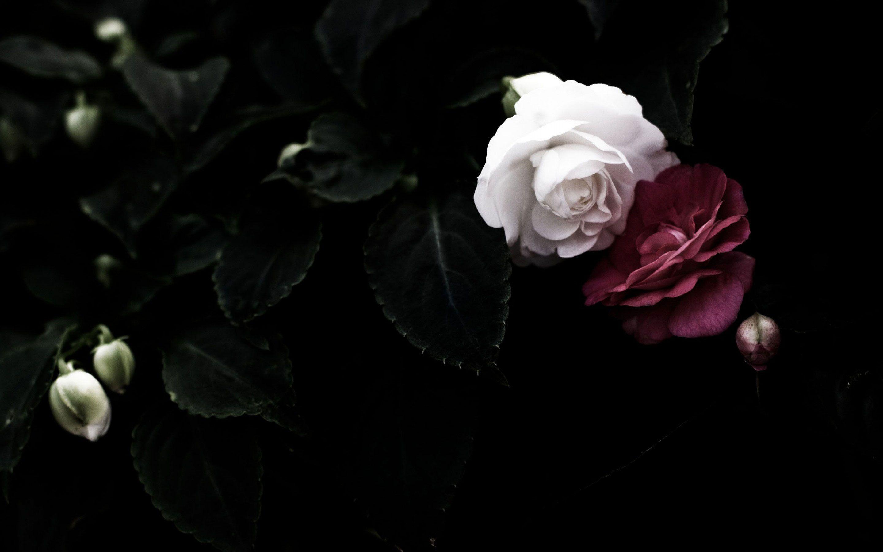 Detail Dark Rose Wallpaper Nomer 20