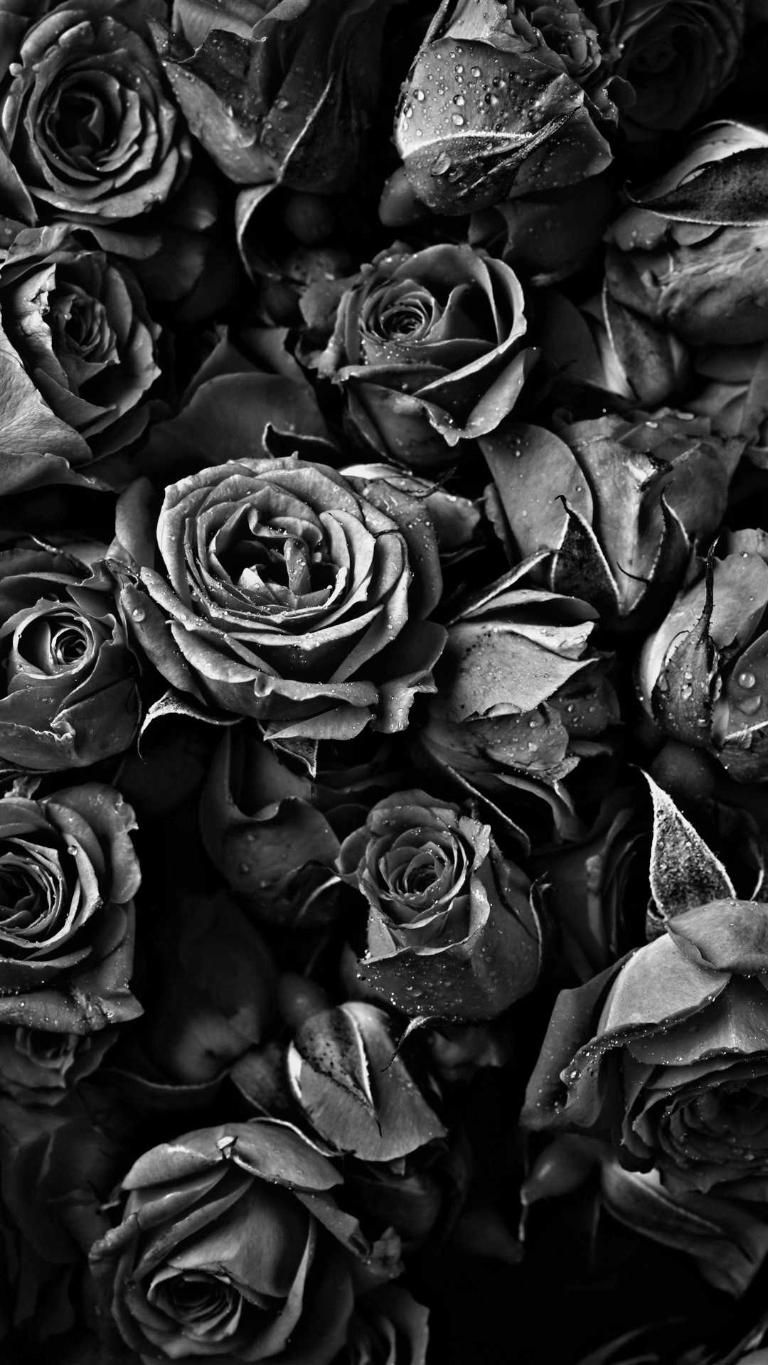 Detail Dark Rose Wallpaper Nomer 47