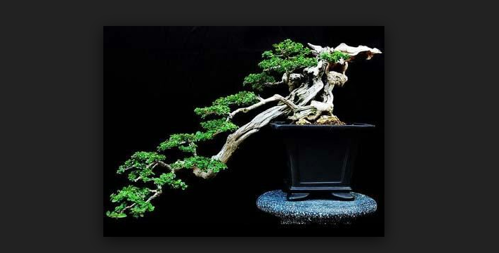 Detail Dasar Membuat Bonsai Nomer 13