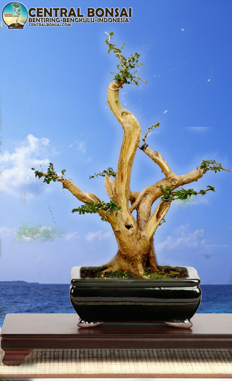 Detail Dasar Membuat Bonsai Nomer 14