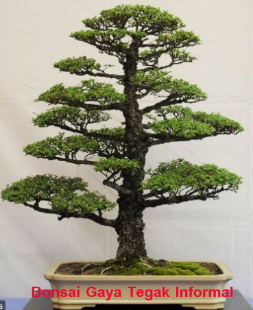 Detail Dasar Membuat Bonsai Nomer 17