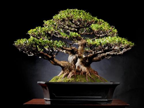 Detail Dasar Membuat Bonsai Nomer 19